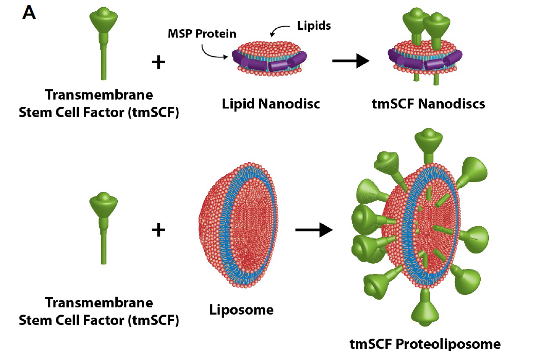 diagram of transmembrane stem cell factor