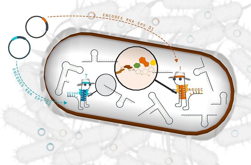 illustration of spying agents in bacterial cells